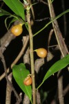 Ficus lingua subsp. depauperata