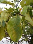Ficus ovata