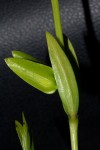 Thunbergia lancifolia