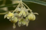 Gomphocarpus fruticosus subsp. rostratus