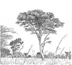 Acacia pilispina