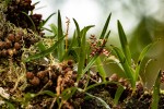 Bulbophyllum rugosibulbum