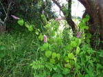 Achyrospermum cryptanthum