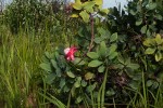 Protea angolensis var. trichanthera