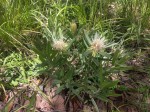 Protea micans subsp. micans