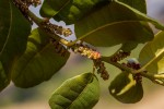 Morella salicifolia subsp. kilimandscharica