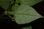 Persicaria nepalensis