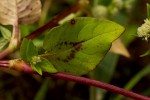 Persicaria nepalensis