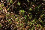 Alchemilla ellenbeckii subsp. nyikensis