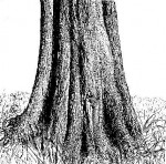 Marquesia macroura