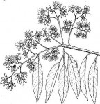 Marquesia macroura
