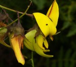 Crotalaria becquetii subsp. turgida