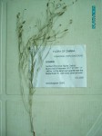 Crotalaria involutifolia