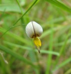 Crotalaria involutifolia