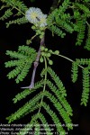 Acacia robusta subsp. usambarensis