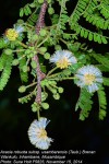 Acacia robusta subsp. usambarensis