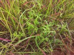Aspilia helianthoides subsp. ciliata