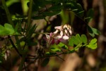 Indigofera roseo-caerulea