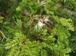 Albizia petersiana subsp. petersiana