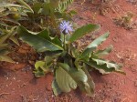 Vernonia gerberiformis subsp. macrocyanus