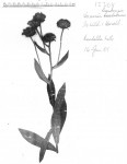 Vernonia luembensis