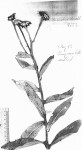Vernonia luembensis