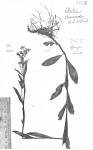 Ethulia rhizomata