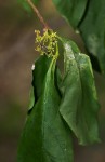 Vangueria cyanescens