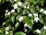 Heinsia crinita subsp. crinita