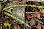 Huernia verekeri subsp. pauciflora