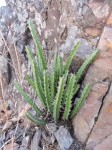 Euphorbia luapulana