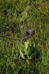 Equilabium viphyense subsp. zebrarum