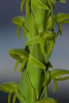 Habenaria xanthochlora