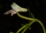 Disperis aphylla subsp. bifolia