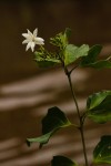 Jasminum dichotomum