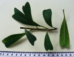 Ficus natalensis subsp. leprieurii
