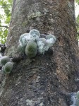 Ficus ottoniifolia subsp. macrosyce