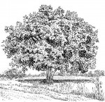 Ficus sansibarica subsp. macrosperma