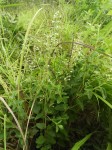 Ocimum lamiifolium