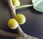 Ficus thonningii