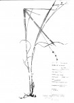 Scleria erythrorrhiza