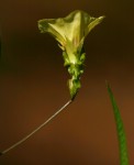 Merremia tridentata subsp. alatipes