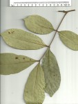 Anthonotha macrophylla 