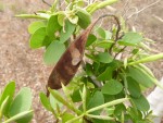 Bauhinia burrowsii