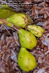Opuntia monacantha
