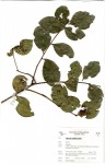 Eugenia capensis subsp. multiflora
