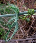 Coccinia sessilifolia