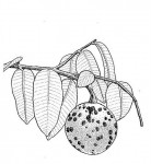 Landolphia owariensis