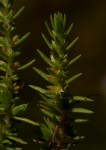 Crassula lanceolata subsp. denticulata