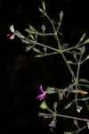 Dicliptera maculata subsp. maculata